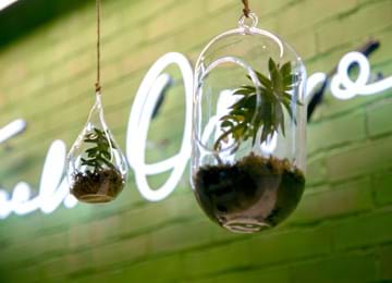 Picture of two hanging plants